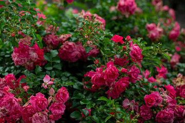 bright flowers after a strong wind or hurricane in the farmer's garden. Gardener's job on a summer day: rose bushes on a plantation. an open greenhouse for seedlings and seeds
