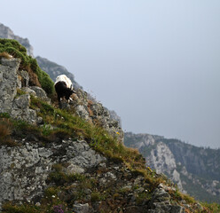 A wild mountain goat grazes on a steep slope