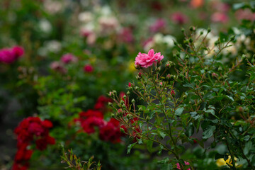 bright flowers after a strong wind or hurricane in the farmer's garden. Gardener's job on a summer...