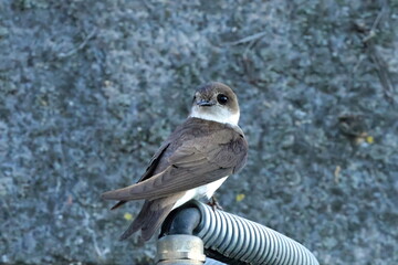 sand martin on a lamp