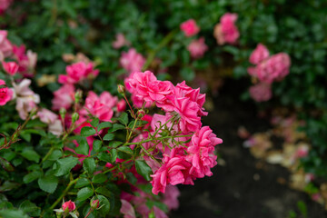 bright flowers after a strong wind or hurricane in the farmer's garden. Gardener's job on a summer...