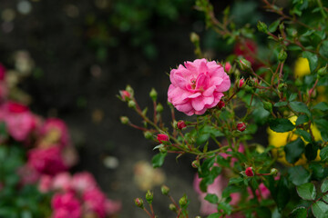 bright flowers after a strong wind or hurricane in the farmer's garden. Gardener's job on a summer...