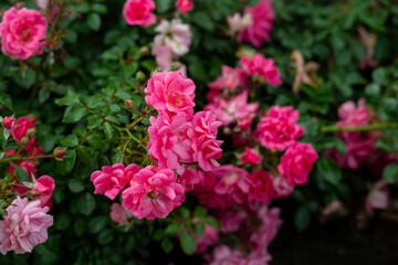 bright flowers after a strong wind or hurricane in the farmer's garden. Gardener's job on a summer...