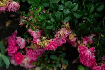 bright flowers after a strong wind or hurricane in the farmer's garden. Gardener's job on a summer day: rose bushes on a plantation. an open greenhouse for seedlings and seeds