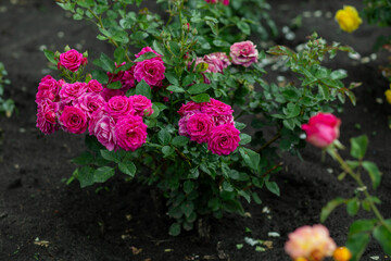 bright flowers after a strong wind or hurricane in the farmer's garden. Gardener's job on a summer day: rose bushes on a plantation. an open greenhouse for seedlings and seeds