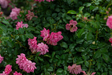 bright flowers after a strong wind or hurricane in the farmer's garden. Gardener's job on a summer...