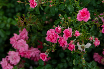 bright flowers after a strong wind or hurricane in the farmer's garden. Gardener's job on a summer day: rose bushes on a plantation. an open greenhouse for seedlings and seeds