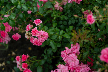 bright flowers after a strong wind or hurricane in the farmer's garden. Gardener's job on a summer day: rose bushes on a plantation. an open greenhouse for seedlings and seeds