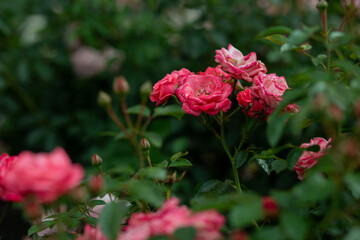 bright flowers after a strong wind or hurricane in the farmer's garden. Gardener's job on a summer day: rose bushes on a plantation. an open greenhouse for seedlings and seeds