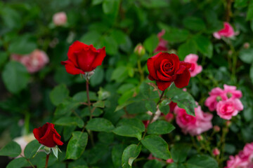 bright flowers after a strong wind or hurricane in the farmer's garden. Gardener's job on a summer day: rose bushes on a plantation. an open greenhouse for seedlings and seeds