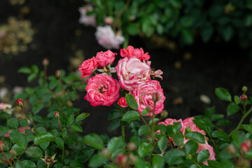 bright flowers after a strong wind or hurricane in the farmer's garden. Gardener's job on a summer day: rose bushes on a plantation. an open greenhouse for seedlings and seeds