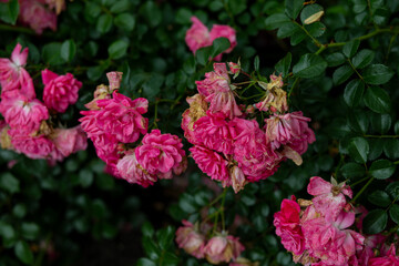 bright flowers after a strong wind or hurricane in the farmer's garden. Gardener's job on a summer...