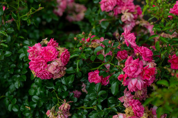 bright flowers after a strong wind or hurricane in the farmer's garden. Gardener's job on a summer...