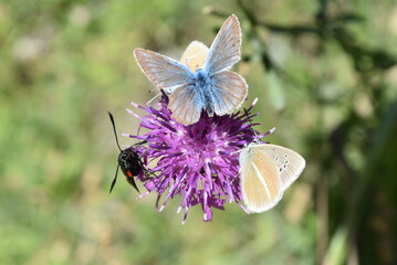 Trio de papillons butinant une fleur de chardon.