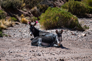 Small group of donkeys in the Altiplano landscape in Jujuy, Argentina.