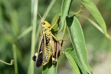 Joli criquet vert grimpant sur la tige d'une plante.