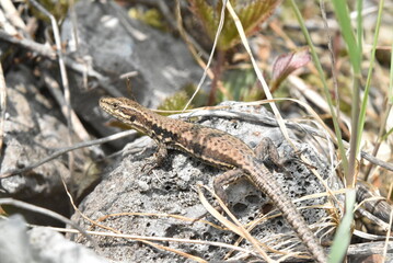 Lézard des Murailles marron sur un rocher.