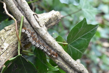Chenille poilue sur une branche d'arbre.
