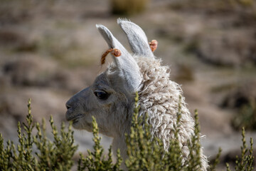 Andean llama from the Jujuy highlands