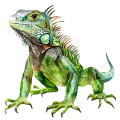 Green Iguana, watercolor painting vector, isolated on a white background.