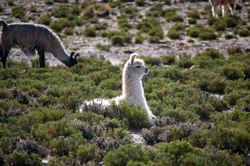 Andean llama from the Jujuy highlands