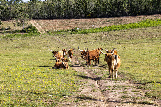The Cachena cow in Portalegre, Portugal. It is a traditional Portuguese mountain cattle