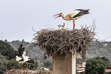 White Storks, Ciconia ciconia at Odiaxere in the Algarve region, District Faro, Portugal.