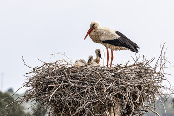 White Storks, Ciconia ciconia at Odiaxere in the Algarve region, District Faro, Portugal.
