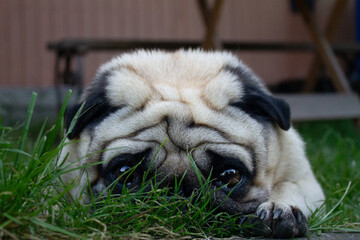 Cute pug with pitiful eyes resting in the grass
