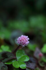 小さなピンクのヒメツルソバの花
