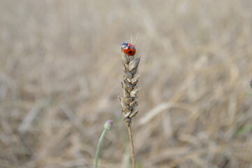 ladybug on wheat field in autumn