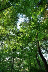 나무, 네이처, green, 나뭇잎, sky, 가지, 여름, 봄, 식물, 단풍, 태양, 라이트, 공원, 내추럴, 햇빛, 경관, 떡갈나무, 주변, 계절