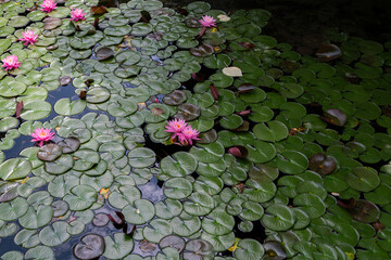 湖面に咲く睡蓮の花　木崎湖　長野県大町市