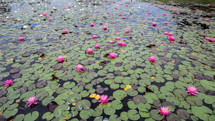 湖面に咲く睡蓮の花　木崎湖　長野県大町市