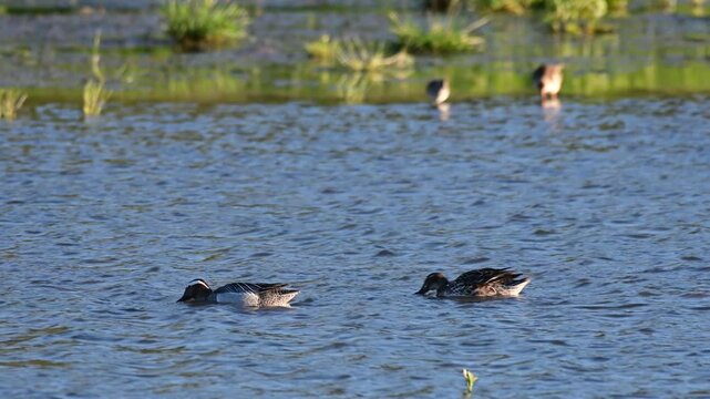 A garganey Spatula querquedula feeds peacefully on the calm surface of a lake in the wild. Slow motion, the scene highlights its elegant movements and natural behavior during foraging.