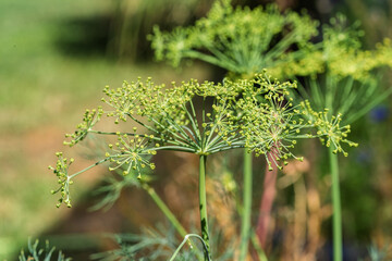 Closeup of a Dill Plant showcasing its striking Yellow Flower Umbels flourishing in the Garden