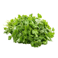 Fototapeta premium Fresh culantro leaves on a white background, perfect for culinary uses and garnishes, Fresh culantro,Sawtooth Coriande isolated on white background