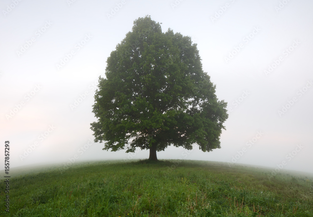 Poster single green summer oak tree on round ground with fog background
