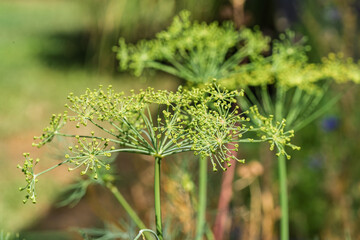 Closeup of a Dill Plant showcasing its striking Yellow Flower Umbels flourishing in the Garden