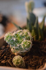 Potted Cactus