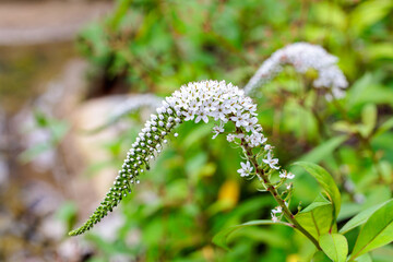 White tail-like flowers of the Lysimachia clethroides blooming in a garden in early summer.