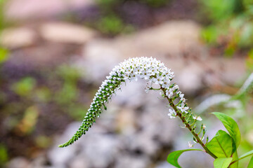 Fototapeta premium White tail-like flowers of the Lysimachia clethroides blooming in a garden in early summer.