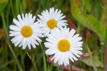 Close-up of three blooming white daisies with yellow centers in a natural green meadow. Macro shot...