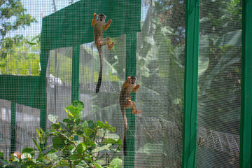 Curious Monkey in Outdoor Enclosure at Dominican Nature Park