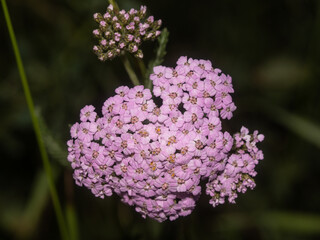 Vibrant pink Achillea blossoms captured in sharp focus with green foliage background
