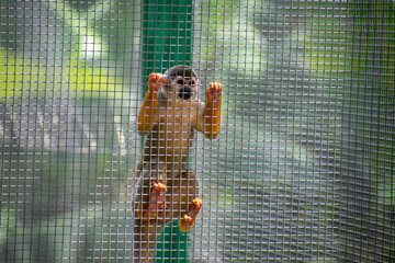 Curious Monkey in Outdoor Enclosure at Dominican Nature Park