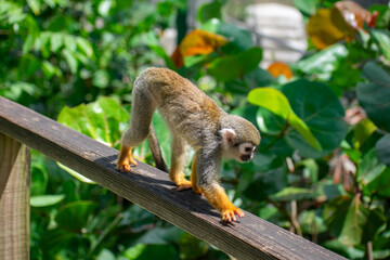Curious Monkey in Outdoor Enclosure at Dominican Nature Park