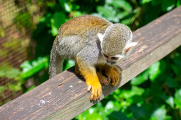 Curious Monkey in Outdoor Enclosure at Dominican Nature Park