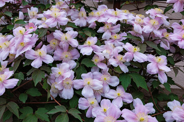 Naklejka premium Beautiful and very fragrant clematis mayline flowers in the garden.