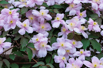 Beautiful and very fragrant clematis mayline flowers in the garden.